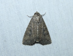 Condica sutor