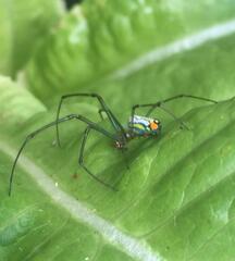 Leucauge argyrobapta