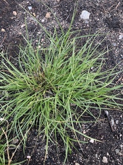 Carex rossii