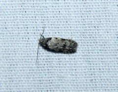 Taygete attributella