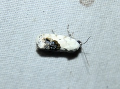 Ponometia erastrioides