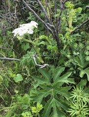Heracleum dissectum