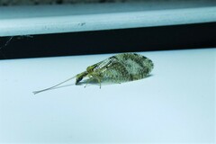 Hemerobius humulinus