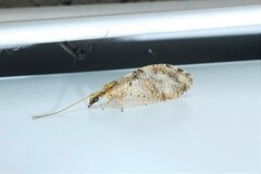 Hemerobius humulinus