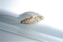 Hemerobius humulinus