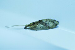 Hemerobius humulinus