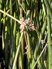 Schoenoplectus acutus