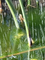 Schoenoplectus acutus