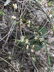 Laxmannia orientalis