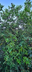 Magnoliales