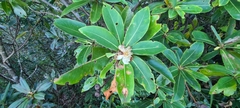 Magnoliales