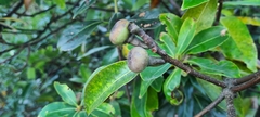 Magnoliales