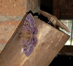 Speiredonia spectans