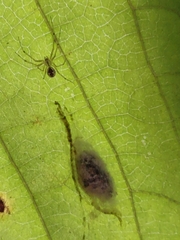 Pityohyphantes
