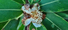 Magnoliales