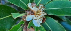 Magnoliales