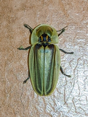 Cratomorphus
