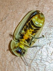 Cratomorphus