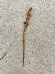 Elgaria multicarinata webbii