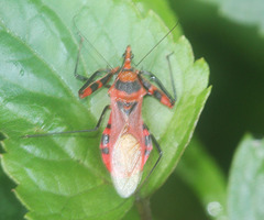 Rihirbus trochantericus