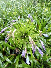Agapanthus
