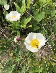Papaver sokolovskajae