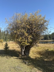 Salix scouleriana
