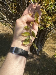 Salix scouleriana