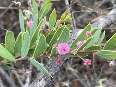 Acacia purpureapetala