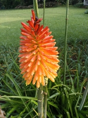 Kniphofia