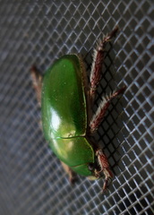 Anoplognathus punctulatus