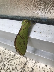 Aenetus virescens
