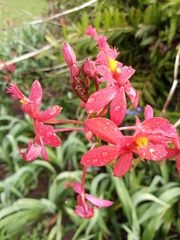 Epidendrum