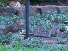 Rattus rattus