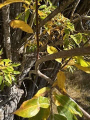 Salix scouleriana