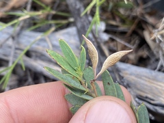 Acacia purpureapetala