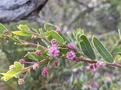 Acacia purpureapetala