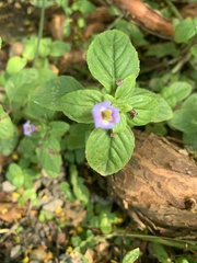 Limnophila rugosa