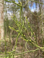 Cassytha pubescens