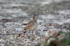 Numenius phaeopus hudsonicus