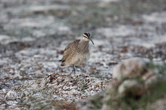 Numenius phaeopus hudsonicus