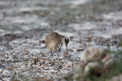 Numenius phaeopus hudsonicus