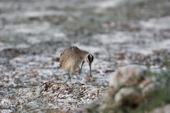 Numenius phaeopus hudsonicus