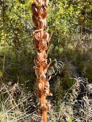 Platanthera dilatata