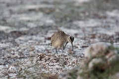 Numenius phaeopus hudsonicus