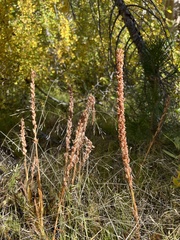Platanthera dilatata