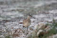 Numenius phaeopus hudsonicus