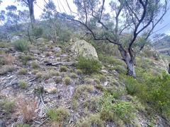 Acacia purpureapetala