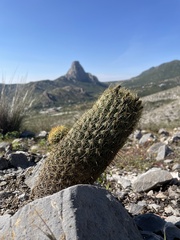 Coryphantha erecta