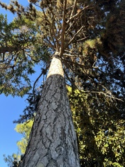 Pinus